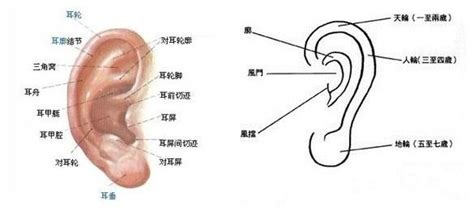 耳骨長痣|耳朵不同部位長痣代表什麼，看看你是什麼命